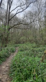 Variante en forêt