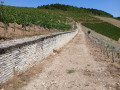 Dans les coteaux de Chablis
