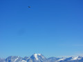 Vautour au sommet