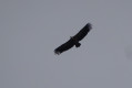 Vautour fauve