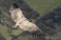 vautour fauve