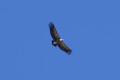Vautour fauve Vautour fauve