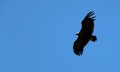 Vautour moine