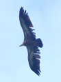 Le Suet depuis Forgeassoud