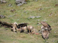 vautours autour d'une carcasse