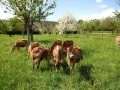 Veaux en campagne Veaux en campagne