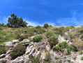 Végétation entre les roches