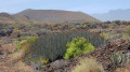 À Tenerife dans le Malpais de Güímar