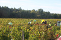 Vendanges