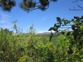 La forêt domaniale de Sault