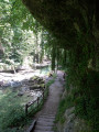 Verdure dans Gorge de la Valserine