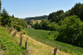 verdure