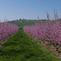 Verger au printemps