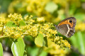 Véritable papillonneraie au printemps