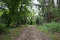 Sous bois