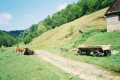 Vallée de la Târlisua depuis Poieni