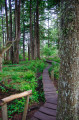 vers le Cape Flattery