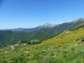versant fleuri (genêt)