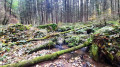 Verwildetes Ufer am Leraubach