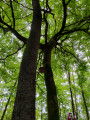 Verzierung im Wald
