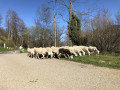 Vie pastorale