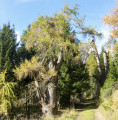 Vieil arbre multi centenaire