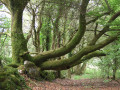 Vieux arbres
