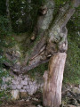 Vieux arbres