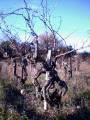 Vieux Cep de Vignes