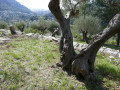 Vieux oliviers sur les restanques Vieux oliviers sur les restanques