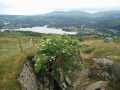 View over Windermere from Wansfell Pike