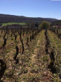 Des vignes et des vallées à Chassey-le-Camp depuis le bourg de Valotte