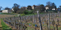 Vigne d'Arton