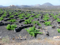 vigne de la Geria