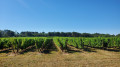 Vigne en "lyre"