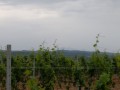 vigne et pic de Saint-Barthélémy