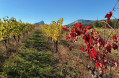 Vigne et Pic Saint.