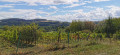 Vigne sur les hauteurs de Dornot Vigne sur les hauteurs de Dornot