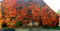 Vigne vierge en Novembre