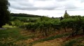 À Pas de Loup dans le vignoble loudunais À Pas de Loup dans le vignoble loudunais