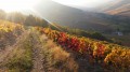 Vignes à l'automne