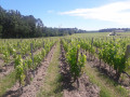 Vignes à Martillac