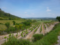 Vignes à Tournissan