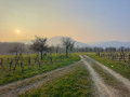 Champs et vignes entre Hartmannswiller et Berrwiller