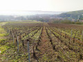 Vignes au petit matin