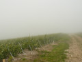 Vignes dans la brume Vignes dans la brume