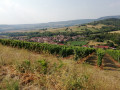 Vignes de Boudes
