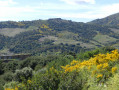 vignes de collioure et banyuls