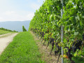 Vignes de Dardagny