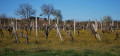 Vignes de l'armagnac